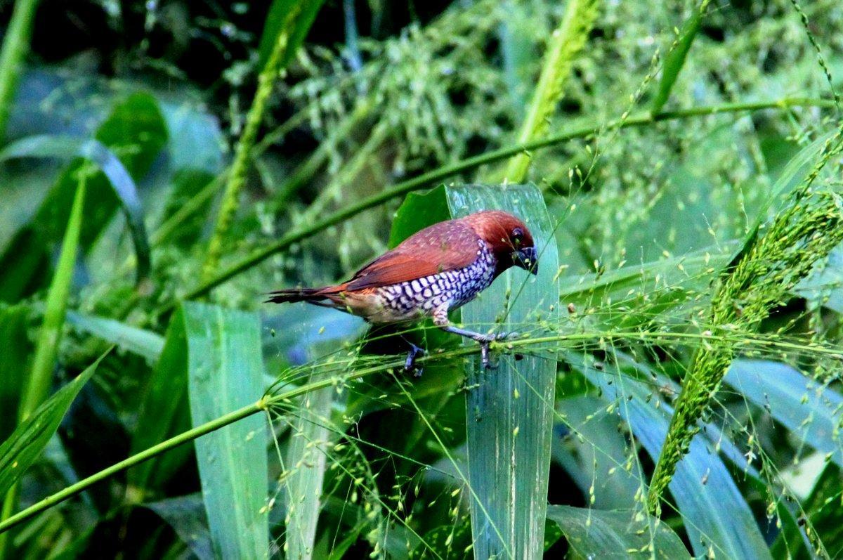 Villa Kaetana Lanka Unawatuna Buitenkant foto